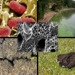 Blog Pics - Biochar as Soil Insurance