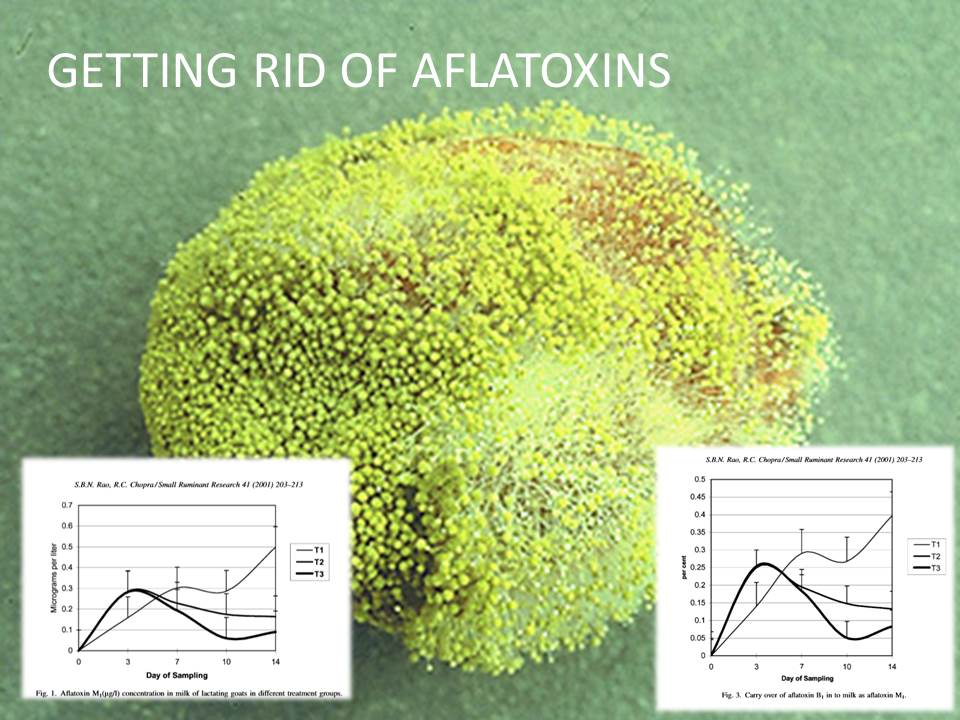 One big benefit of adding biochar to livestock feed healthier milk